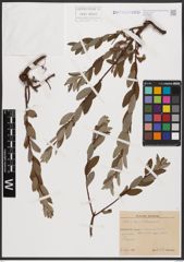 Foto von Salix aurita L. x Salix repens L.